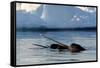 Narwhal (Monodon Monoceros) Showing Tusks Above Water Surface. Baffin Island, Nunavut, Canada-Eric Baccega-Framed Stretched Canvas