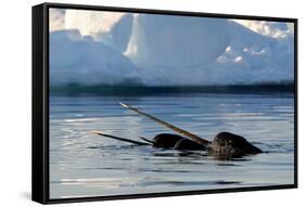 Narwhal (Monodon Monoceros) Showing Tusks Above Water Surface. Baffin Island, Nunavut, Canada-Eric Baccega-Framed Stretched Canvas