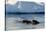 Narwhal (Monodon Monoceros) Showing Tusks Above Water Surface. Baffin Island, Nunavut, Canada-Eric Baccega-Stretched Canvas