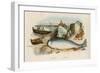 Narwhal-Du Casse-Framed Art Print