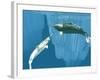 Narwhals-Christian Darkin-Framed Photographic Print