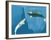 Narwhals-Christian Darkin-Framed Photographic Print