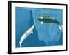 Narwhals-Christian Darkin-Framed Photographic Print