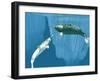 Narwhals-Christian Darkin-Framed Photographic Print