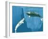 Narwhals-Christian Darkin-Framed Photographic Print