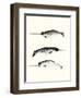 Narwhals-Natasha Marie-Framed Giclee Print