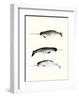 Narwhals-Natasha Marie-Framed Giclee Print