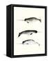 Narwhals-Natasha Marie-Framed Stretched Canvas