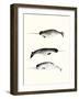 Narwhals-Natasha Marie-Framed Giclee Print