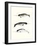 Narwhals-Natasha Marie-Framed Giclee Print