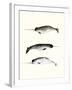 Narwhals-Natasha Marie-Framed Giclee Print