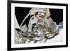 NASA Astronaut Greg Chamitoff at International Space Station-null-Framed Photo