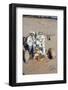 Nasa Astronauts James Irwin and David Scott Testing Lunar Vehicle for Apollo 15, Mojave Desert, 197-Ralph Morse-Framed Photographic Print