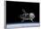 NASA Orion Spacecraft-null-Framed Poster