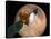 Nasa's Mars Telecommunications Orbiter in Flight around Mars-Stocktrek Images-Stretched Canvas