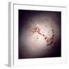 NASA - The Dusty Galaxy NGC 1316-null-Framed Art Print