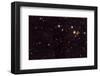 NASA - View of Spiderweb Galaxy Field-null-Framed Art Print