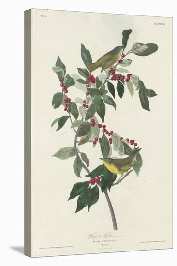 Nashville Warbler, 1830-John James Audubon-Stretched Canvas