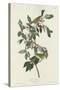 Nashville Warbler, 1830-John James Audubon-Stretched Canvas