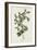 Nashville Warbler, 1830-John James Audubon-Framed Giclee Print