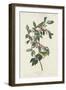 Nashville Warbler, 1830-John James Audubon-Framed Giclee Print