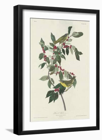 Nashville Warbler, 1830-John James Audubon-Framed Giclee Print