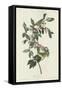 Nashville Warbler, 1830-John James Audubon-Framed Stretched Canvas