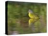 Nashville Warbler bathing in pond, Hill Country, Texas, USA-Rolf Nussbaumer-Stretched Canvas