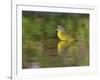Nashville Warbler bathing in pond, Hill Country, Texas, USA-Rolf Nussbaumer-Framed Photographic Print