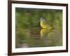 Nashville Warbler bathing in pond, Hill Country, Texas, USA-Rolf Nussbaumer-Framed Photographic Print