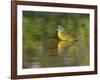 Nashville Warbler bathing in pond, Hill Country, Texas, USA-Rolf Nussbaumer-Framed Photographic Print