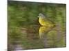 Nashville Warbler bathing in pond, Hill Country, Texas, USA-Rolf Nussbaumer-Mounted Photographic Print