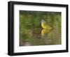 Nashville Warbler bathing in pond, Hill Country, Texas, USA-Rolf Nussbaumer-Framed Photographic Print