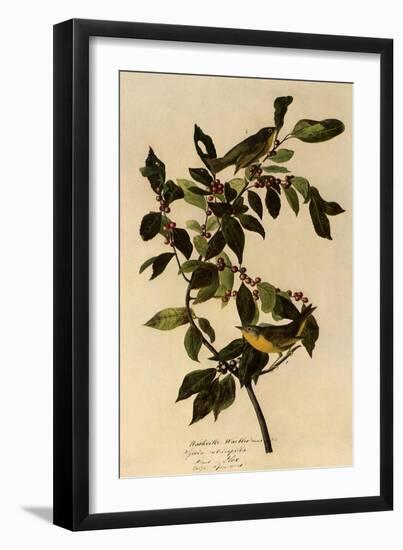 Nashville Warbler-John James Audubon-Framed Giclee Print