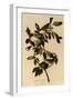 Nashville Warbler-John James Audubon-Framed Giclee Print