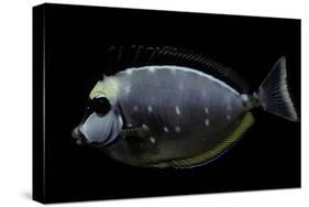 Naso Lituratus (Orangespine Unicornfish, Barcheek Unicornfish, Clown Tang)-Paul Starosta-Stretched Canvas