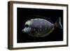 Naso Lituratus (Orangespine Unicornfish, Barcheek Unicornfish, Clown Tang)-Paul Starosta-Framed Photographic Print