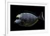Naso Lituratus (Orangespine Unicornfish, Barcheek Unicornfish, Clown Tang)-Paul Starosta-Framed Photographic Print