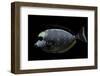 Naso Lituratus (Orangespine Unicornfish, Barcheek Unicornfish, Clown Tang)-Paul Starosta-Framed Photographic Print