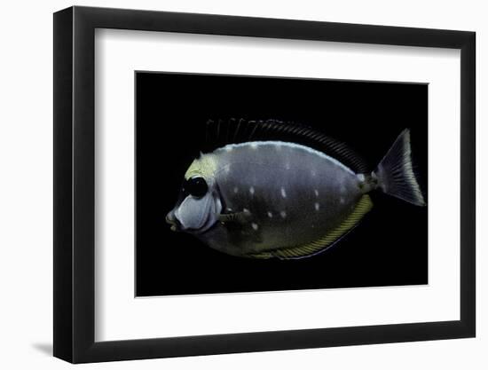 Naso Lituratus (Orangespine Unicornfish, Barcheek Unicornfish, Clown Tang)-Paul Starosta-Framed Photographic Print