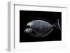 Naso Lituratus (Orangespine Unicornfish, Barcheek Unicornfish, Clown Tang)-Paul Starosta-Framed Photographic Print