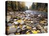 Nason Creek with Autumn Leaves, Wenatchee National Forest, Washington, USA-Jamie & Judy Wild-Stretched Canvas