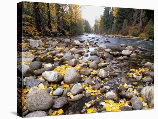 Nason Creek with Autumn Leaves, Wenatchee National Forest, Washington, USA-Jamie & Judy Wild-Stretched Canvas