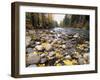 Nason Creek with Autumn Leaves, Wenatchee National Forest, Washington, USA-Jamie & Judy Wild-Framed Photographic Print