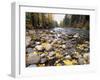 Nason Creek with Autumn Leaves, Wenatchee National Forest, Washington, USA-Jamie & Judy Wild-Framed Photographic Print