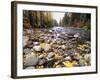 Nason Creek with Autumn Leaves, Wenatchee National Forest, Washington, USA-Jamie & Judy Wild-Framed Photographic Print