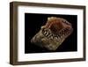 Nassaria Fusiformis-Paul Starosta-Framed Photographic Print