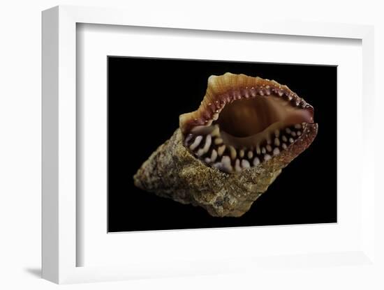 Nassaria Fusiformis-Paul Starosta-Framed Photographic Print