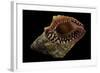 Nassaria Fusiformis-Paul Starosta-Framed Photographic Print