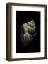 Nassarius Arcularius-Paul Starosta-Framed Photographic Print